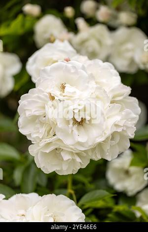 Nahaufnahme einer Gruppe weißer Rosen, die im Juni in einem Sommergarten blüht. England, Großbritannien Stockfoto