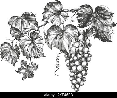 Weinrebe, Traube, handgezeichnete Vektor-Illustration realistische Skizze. Stock Vektor