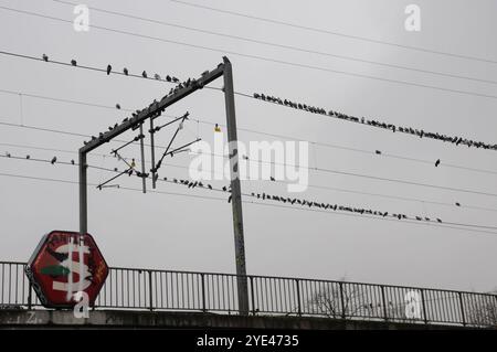 Kopenhagen/Dänemark/29. Oktober 2024/Tauben sitzen auf einem elektrischen Zugkabel am Bahnhof norrebro in Kopenhagen. Foto. Bilder von Francis Joseph Dean/Dean sind nicht für kommerzielle Zwecke bestimmt Stockfoto