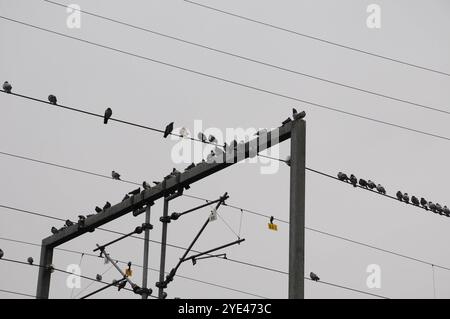 Kopenhagen/Dänemark/29. Oktober 2024/Tauben sitzen auf einem elektrischen Zugkabel am Bahnhof norrebro in Kopenhagen. Foto. Bilder von Francis Joseph Dean/Dean sind nicht für kommerzielle Zwecke bestimmt Stockfoto