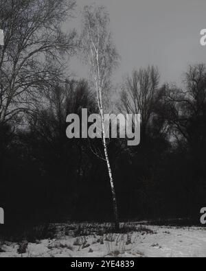 Einsame weiße Birke in der Dunkelheit, stimmungsvoller Black Metal Wald, dunkler gruseliger Wald, Horrorstimmung, fantastische Farben Stockfoto