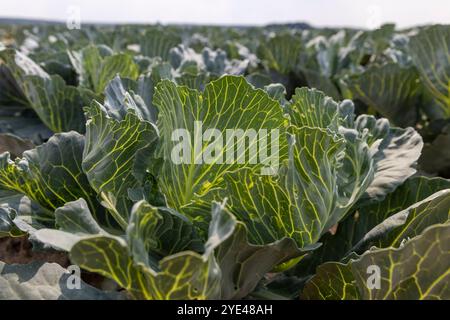 Ein Feld mit Grünkohlköpfen vor der Ernte, Dorffarm, Nahrungsmittelanbau Stockfoto