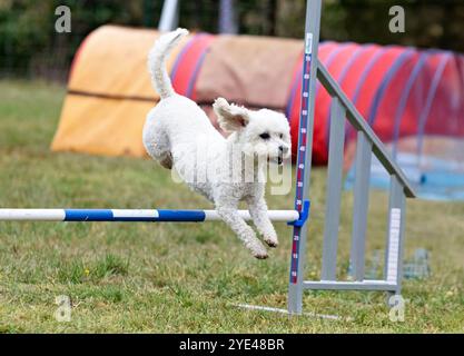 Wettkampf der Agilität mit Hund im Herbst Stockfoto