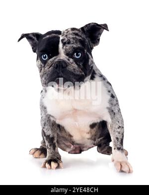 französische Bulldogge vor weißem Hintergrund Stockfoto
