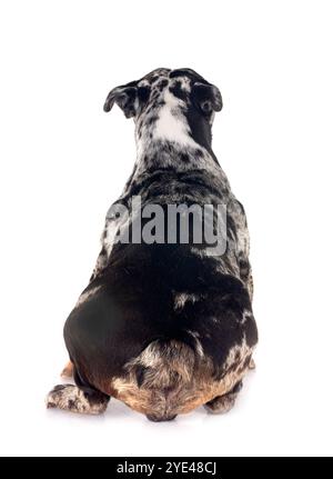 französische Bulldogge vor weißem Hintergrund Stockfoto