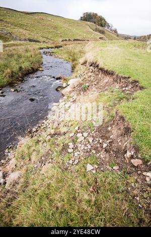 In den letzten Jahren ist die Wassererosion durch den oft geschwollenen Beck deutlich stärker ausgeprägt. Long Preston, Yorkshire Dales National Park Stockfoto