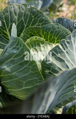 Grünkohlköpfe vor der Ernte, Dorffarm, Nahrungsmittelanbau Stockfoto