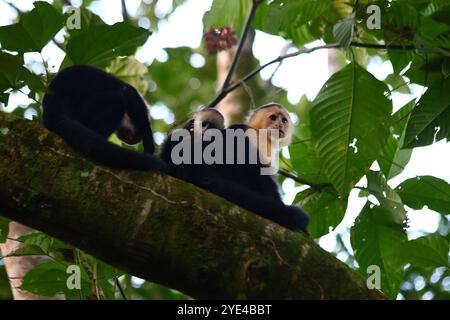 Affenfamilie auf einem Baum im Wald in Costa Rica, mit einem schüchternen Baby Stockfoto