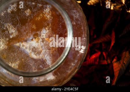 Kombucha natürlicher fermentierter Tee im Glas, gesundes Getränk asiatischen Ursprungs, draußen am sonnigen Herbsttag Stockfoto