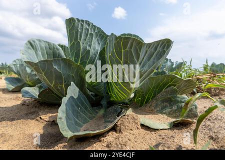 Ein Feld mit Grünkohlköpfen vor der Ernte, Dorffarm, Nahrungsmittelanbau Stockfoto