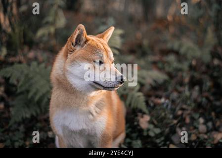 Porträt des jungen roten Shiba-Inu-Hundes im Wald Stockfoto