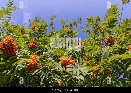 Ein vogelbaum mit Früchten im Herbst ändert sich die Farbe des vogelblattes im Spätsommer Stockfoto