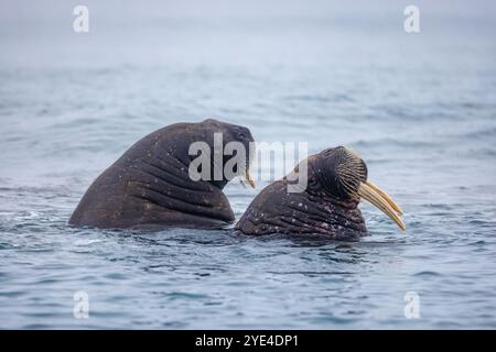 Erwachsene Walrosse, Odobenus rosmarus, schwimmen im Arktischen Ozean vor der Küste von Svalbard. Zwei Gesichter, die aus dem Wasser auftauchen. Stockfoto