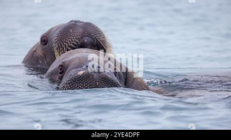 Erwachsene Walrosse, Odobenus rosmarus, schwimmen im Arktischen Ozean vor der Küste von Svalbard. Zwei Gesichter, die aus dem Wasser auftauchen. Stockfoto