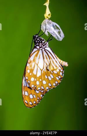 Nahaufnahme eines Blauen Tigers oder Tirumala hamata Schmetterlings tauchte aus der Puppe auf, trocknete und dehnte seinen Flügel für den ersten Flug. Stockfoto