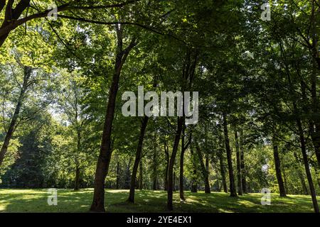 Laubbäume in einem gemischten Park im Sommer, Bäume verschiedener Art im Park, Sommer Stockfoto