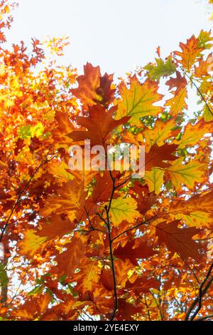 Orangefarbene und gelbe Blätter auf einer Eiche Stockfoto