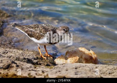 Ruddy Turnstone (Arenaria interpres) isst von einem weißen Brot, das am Ufer liegt Stockfoto