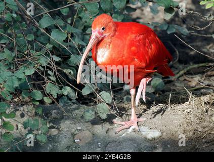 Scarlet ibis, Red ibis, Scharlachsichler, Ibis rouge, Eudocimus ruber, skarlát íbisz Stockfoto