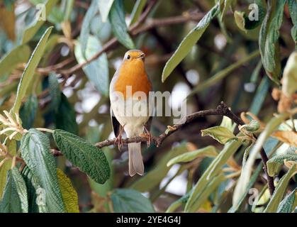 rotkehlchen, rotkehlchen, Rotkehlchen, Rouge-Gorge familier, Erithacus rubecula, vörösbegy, Budapest, Magyarország, Ungarn, Europa Stockfoto