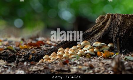 Gruppe von Pilzen, die neben einem Baumstamm im Wald wachsen Stockfoto