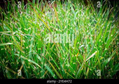 Miscanthus Sinensis 'Zebrinus' Stockfoto