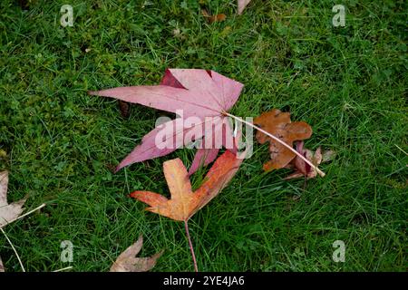 Herbstlaub auf Gras, Großbritannien Stockfoto