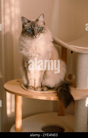 Porträt einer weißen flauschigen Ragdoll-Katze, die auf einem Holzkatzenbaum sitzt Stockfoto