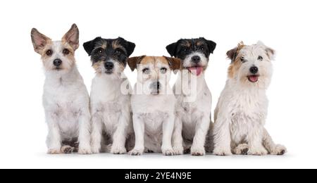 Reihe von 5 Jack Russel Hunden in verschiedenen Alters und Farben. Seite an Seite sitzen. Alle blicken auf die Kamera. Isoliert auf weißem Hintergrund. Stockfoto