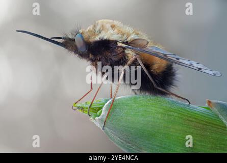 Bombylius discolor ist eine paläarktische Spezies der charismatischen Fliege aus dem frühen Frühjahr aus der Familie der Bombyliidae Stockfoto