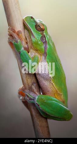 Östlicher Baumfrosch (Hyla orientalis) Stockfoto