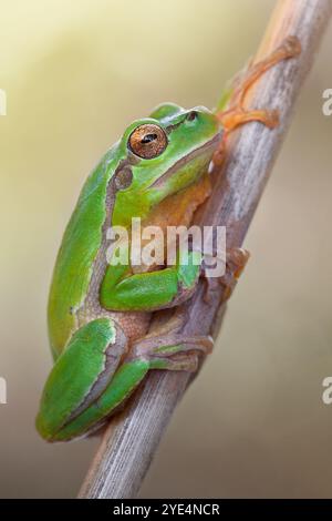 Östlicher Baumfrosch (Hyla orientalis) Stockfoto