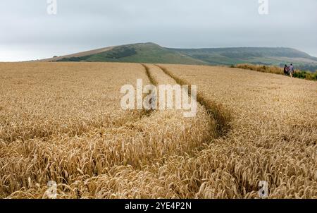 Blick über goldene Weizenfelder in Richtung Swyre Head in der Nähe der Kimmeridge Bay in Purbeck, Dorset, England, Großbritannien Stockfoto