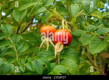 Eingebettet zwischen dickem, glänzendem Grün hängen zwei hellrote Hüften anmutig an den Ästen eines rosa Rugosa-Busches Stockfoto