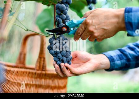Traubenernte. Blaue Traubenbüschel in Menschenhänden mit Schere aus nächster Nähe. Einzelheiten der handgefertigten Traubenernte im Herbstweinberg Stockfoto