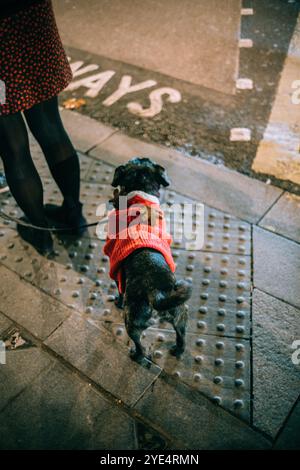 Weihnachtlicher kleiner Hund in einem Rentier-warmen Kostüm. Weihnachten in London. Santa Dog. Stockfoto