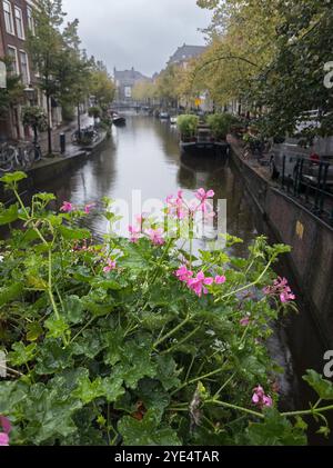 Ein ruhiger Blick auf die Kanäle von Leiden, gesäumt von historischen Gebäuden, Fahrrädern, üppigem Grün und einem Vorfeld mit leuchtenden rosa Blumen nach Regen. Die Scen Stockfoto