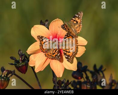 Eine Gruppe von Schmetterlingen namens Painted Ladies versammelte sich auf einer pfirsichfarbenen Dahlienblüte während einer saisonalen Migration. Stockfoto