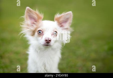Ein langhaariger Papillon x Chihuahua Mischhund mit breitem Auge Stockfoto