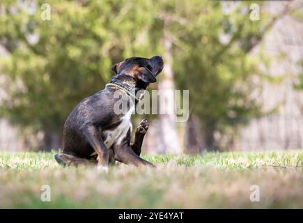 Ein schwarzer Retriever-Mischhund sitzt draußen und kratzt am Kragen Stockfoto