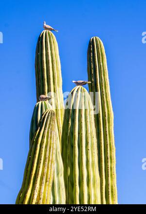 Vögel in großen Kakteen in Benalmádena, España Stockfoto