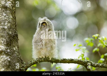 Flauschige Langhaareule (asio otus), die auf dem Birkenzweig sitzt. Vogel im Naturraum, Tschechien Stockfoto