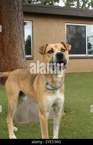 Braune und weiße Mischung Stockfoto