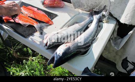 Silberlachs auf einem Fischputztisch Stockfoto