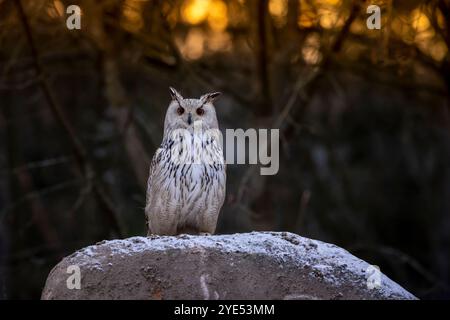 westsibirischer Uhu (Bubo bubo sibiricus) sitzt auf verschneiten Felsen im Wald bei farbenfrohen Sonnenuntergang Stockfoto