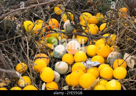 Verfaulte Orangen liegen auf dem Land Stockfoto