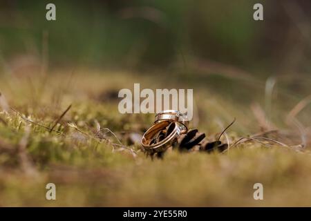 Elegante Hochzeitsringe, eingebettet in die Natur. Stockfoto