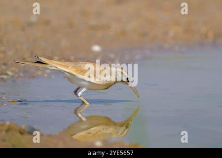Wiedehopf-Lerche, Alaemon alaudipes, einzelner Vogel auf dem Boden, Katar. Stockfoto
