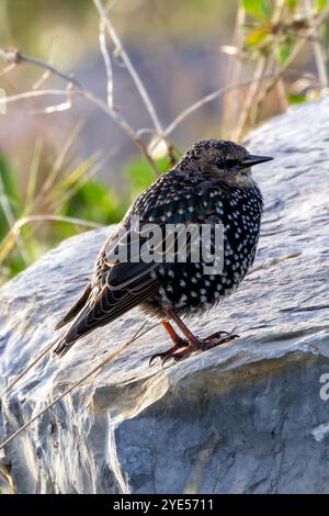 Europäischer Starling mit schillerndem Gefieder. Isst Insekten, Früchte und Samen. Foto auf Bull Island, Irland. Stockfoto