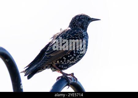 Europäischer Starling mit schillerndem Gefieder. Isst Insekten, Früchte und Samen. Foto auf Bull Island, Irland. Stockfoto